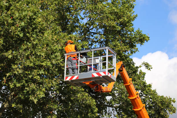 Best Tree Health Inspection  in Perry, MI